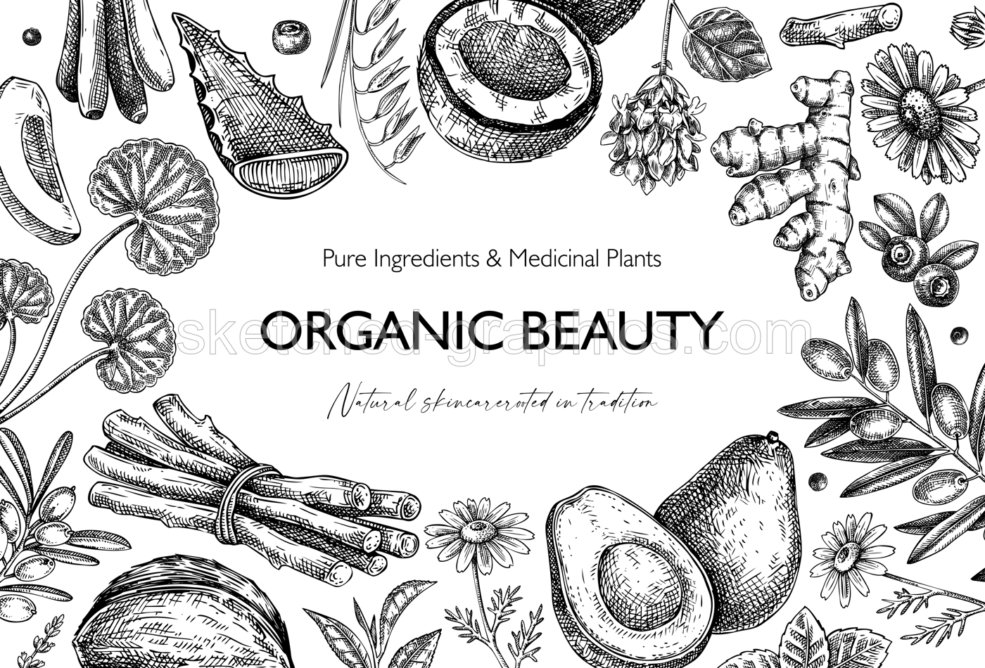 Medicinal plants background. Hand drawn skin care, organic cosmetics, natural ingredients vector illustration. Beauty salon frame design. Not AI generated Illustration